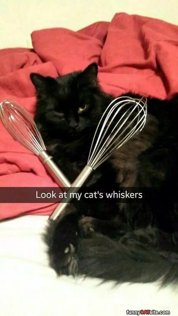 My Cats Whiskers