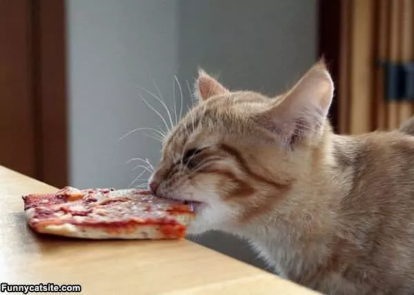 Pizza Cat