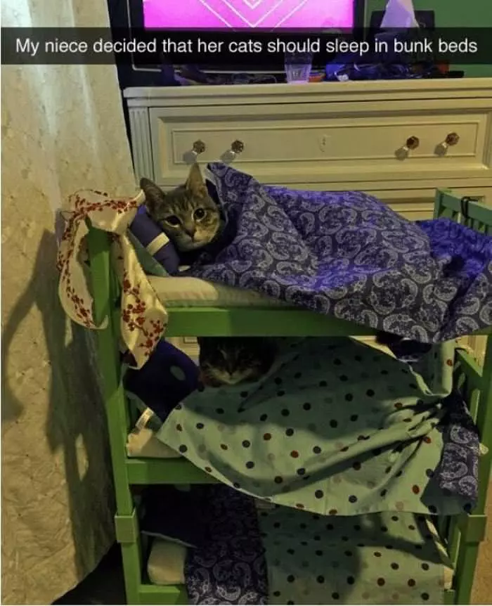 Cats Sleeping In Bunk Beds