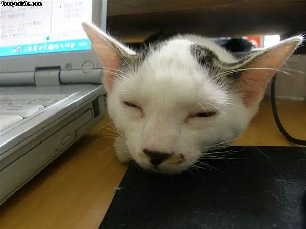I Sleeps By The Mouse