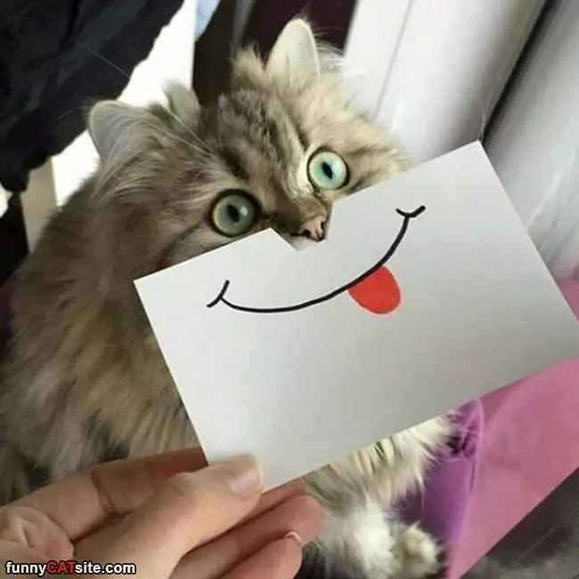 Be A Happy Cat