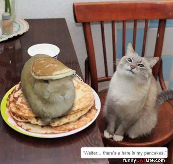 Hare In My Pancake
