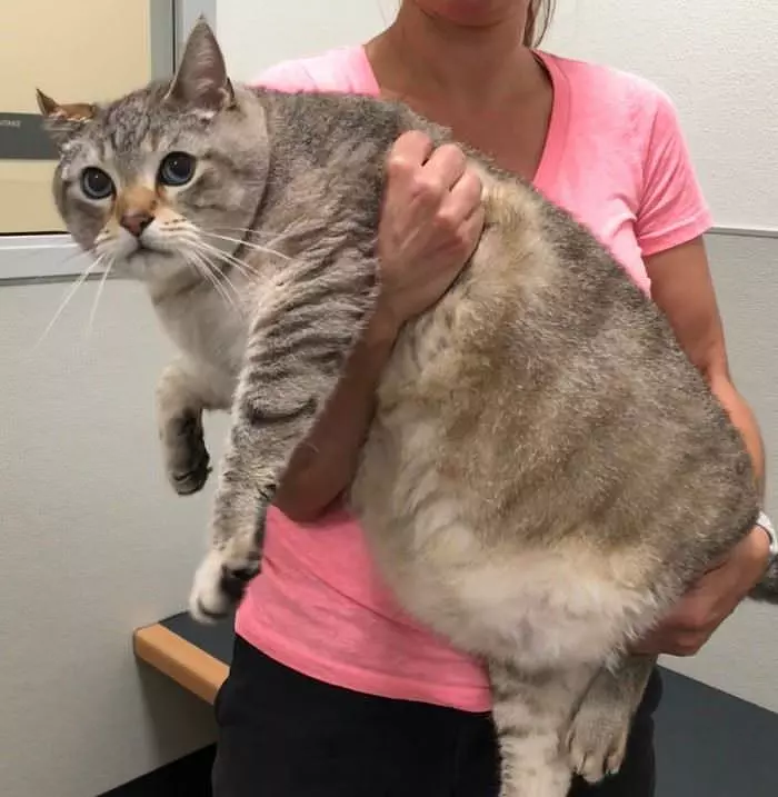 I Am A Large Cat