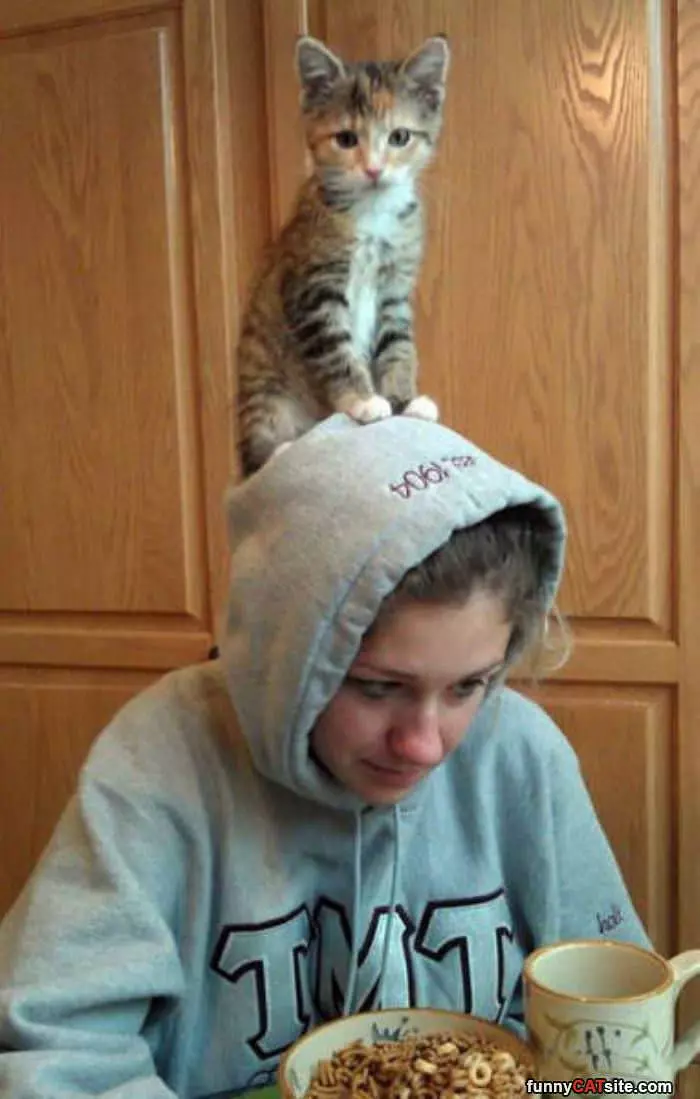 The Cat On Top Of The Hat