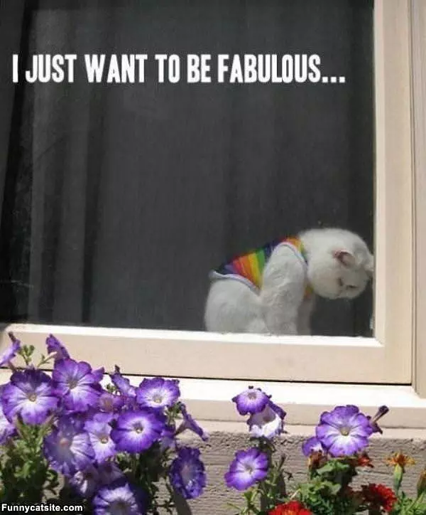 Fabulous Cat
