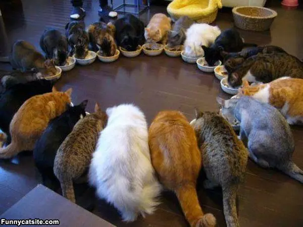 Lots Of Cats