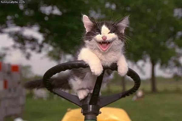 Kitten At The Wheel