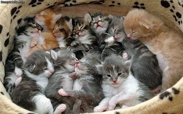 Full Litter Of Kittens