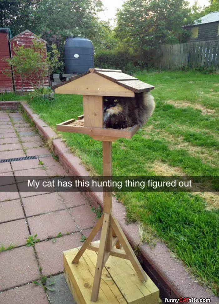 My Cat Has This Hunting Thing Figured Out