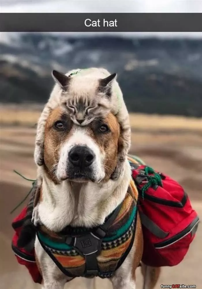 A Cat Hat