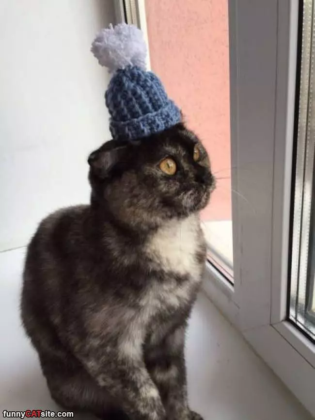 My Tiny Cat Hat