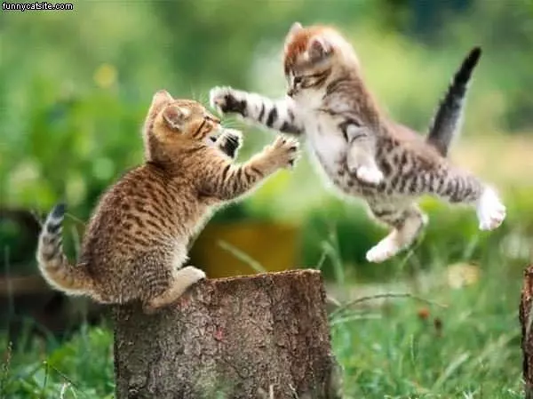 Kitten Fighter