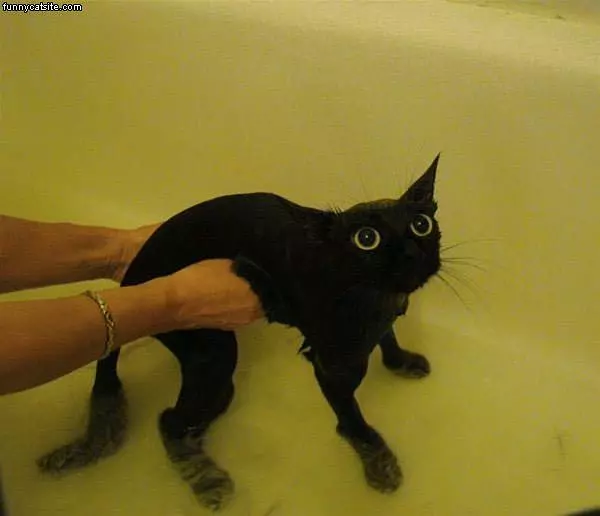 This Cat Loves Bath Time