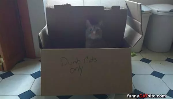 Dumb Cats Only