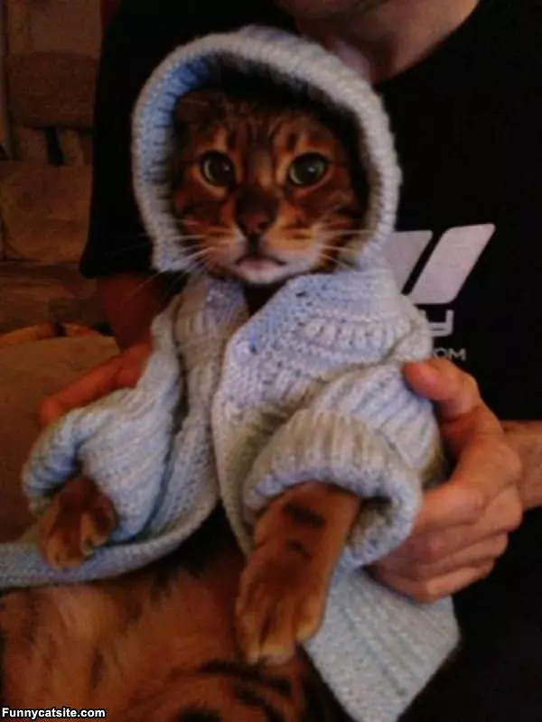 My Kitty Sweater
