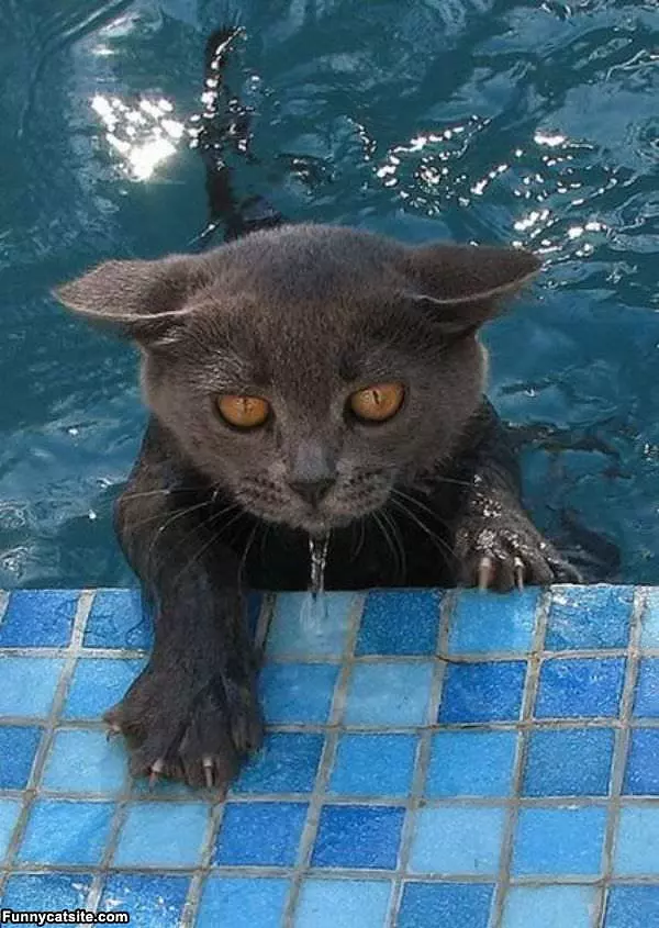 Pool Cat