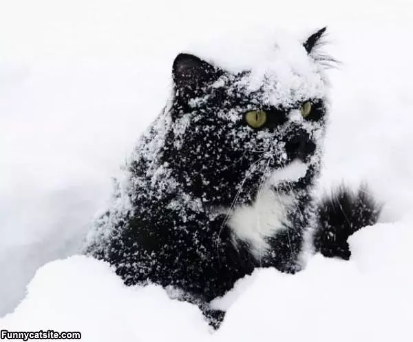 Snow Cat