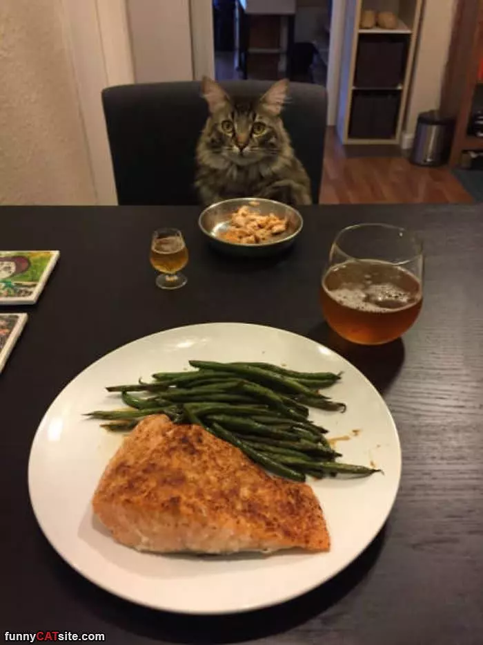 Fancy Dinner With My Kitty