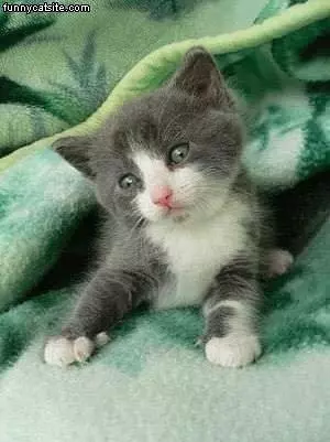 Tny Kitten In Green Sheets