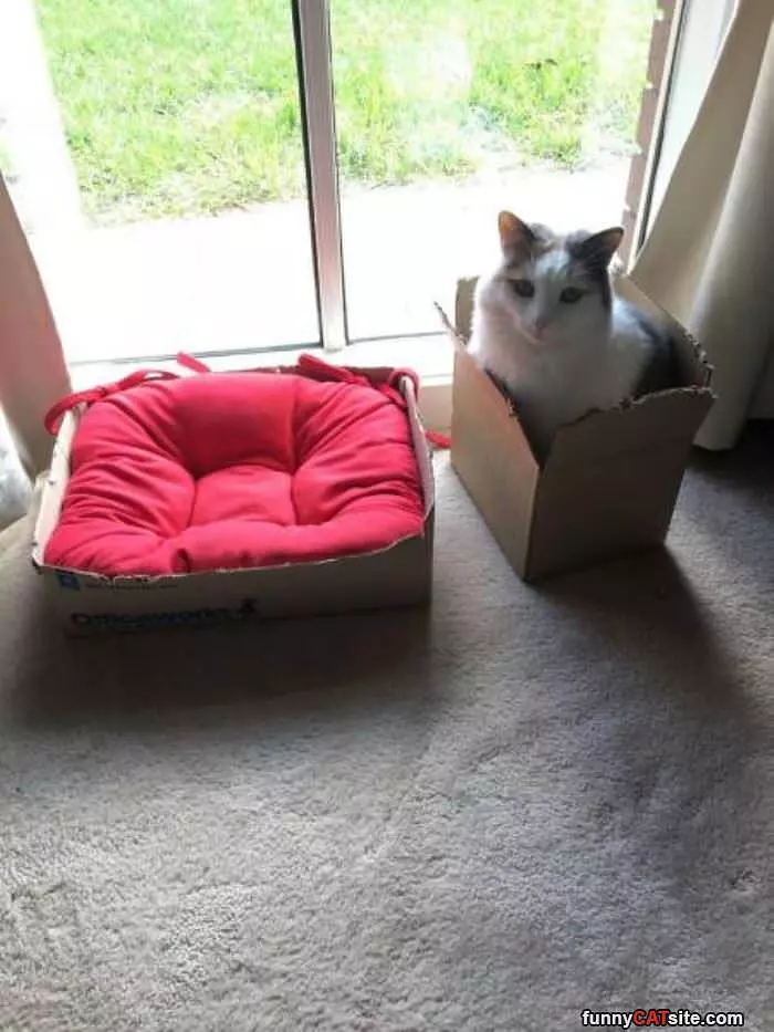 Thanks For The Bed
