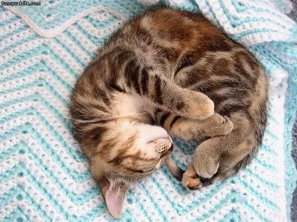 Curled Up Cat