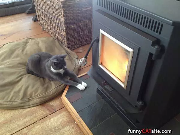 Warming My Paws