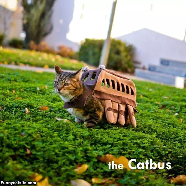 The Catbus