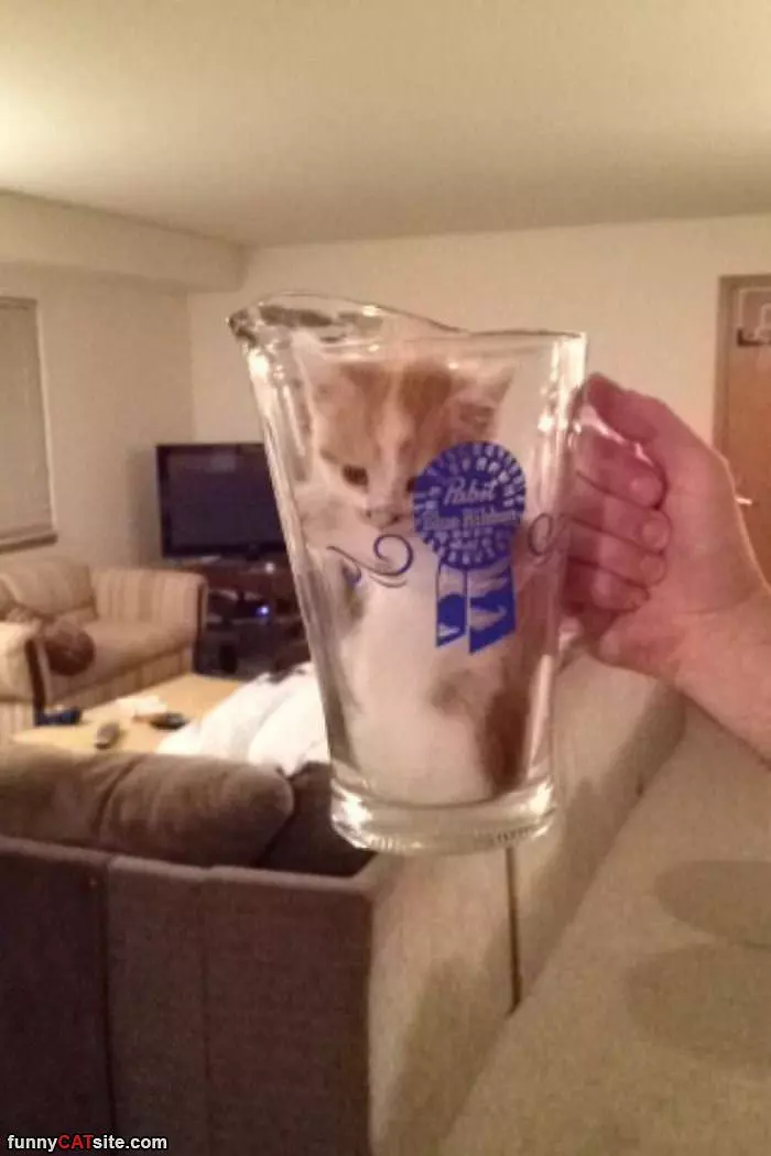 Pitcher Of Cat