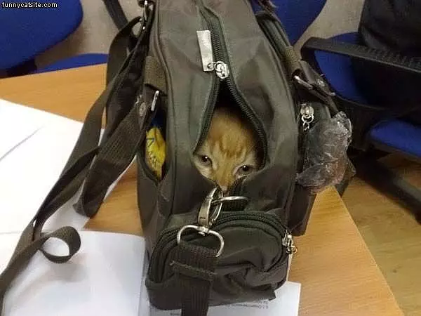 Travel Cat