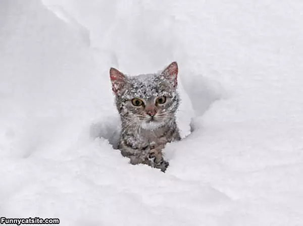 Winter Wonderland Cat