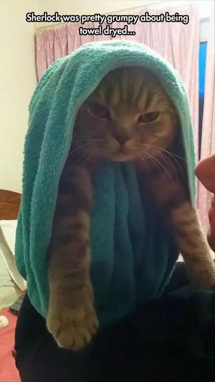 I Hate Being Towel Dried
