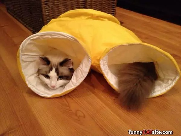The Cat Tunnel
