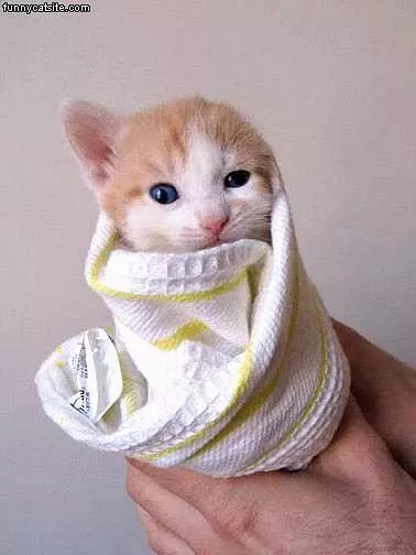 Kitty In Towel
