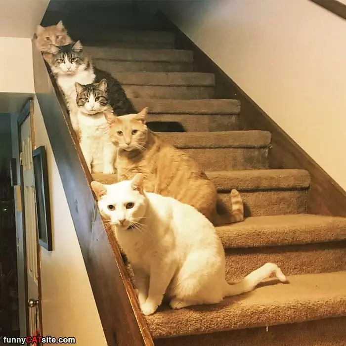 Cats On The Stairs