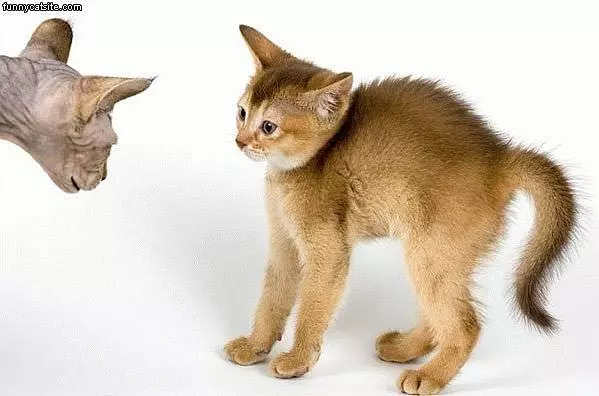 Hairless Cat Scares Normal Cat