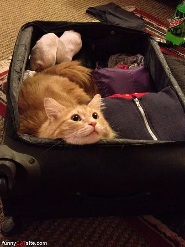 Take Me With You Please