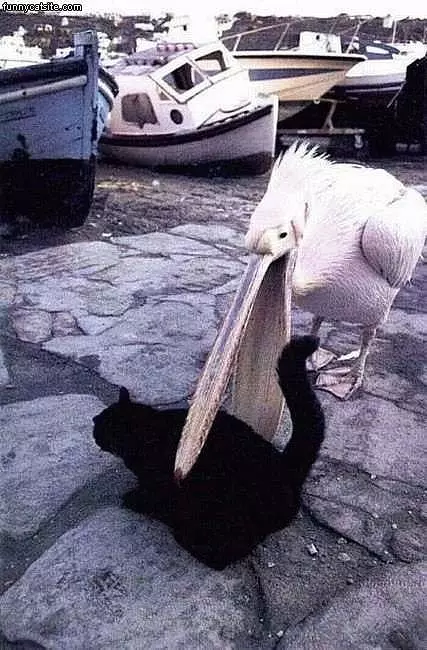 Pelican Wants Cat