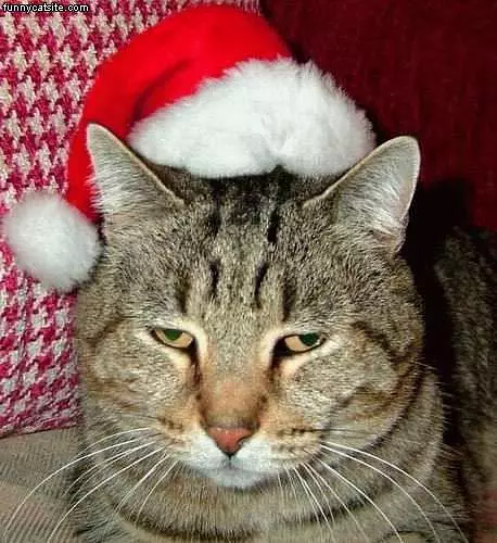 Santa Hat Cat