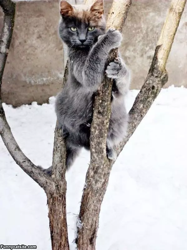 Im A Tree Cat