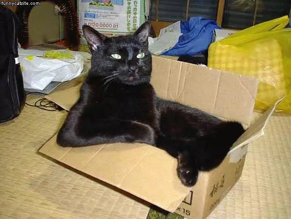 Black Cat In A Box