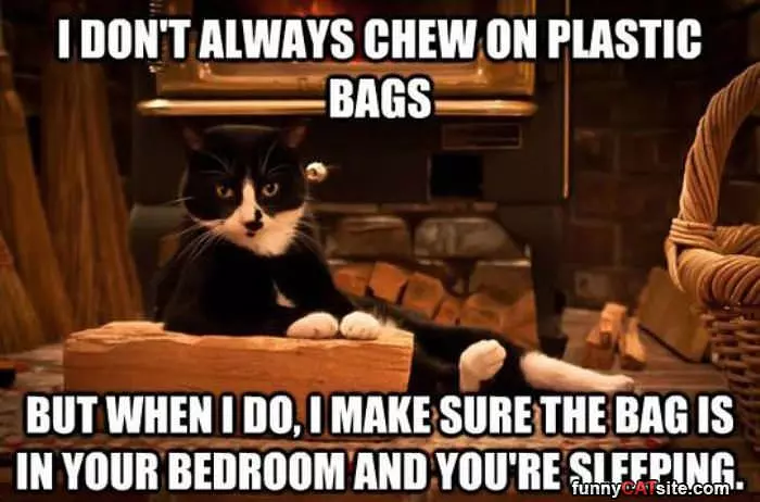 Chewing Plastic Bags