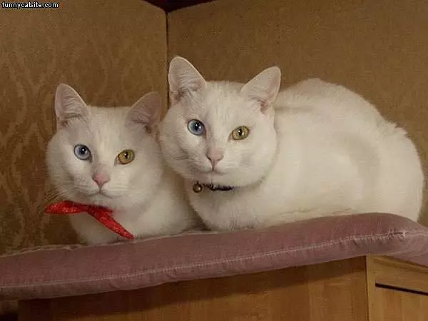 Weird Eye Twin Cats