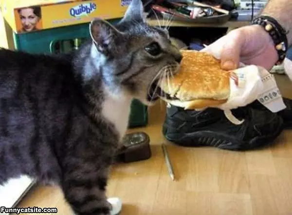 Kitty Hungry