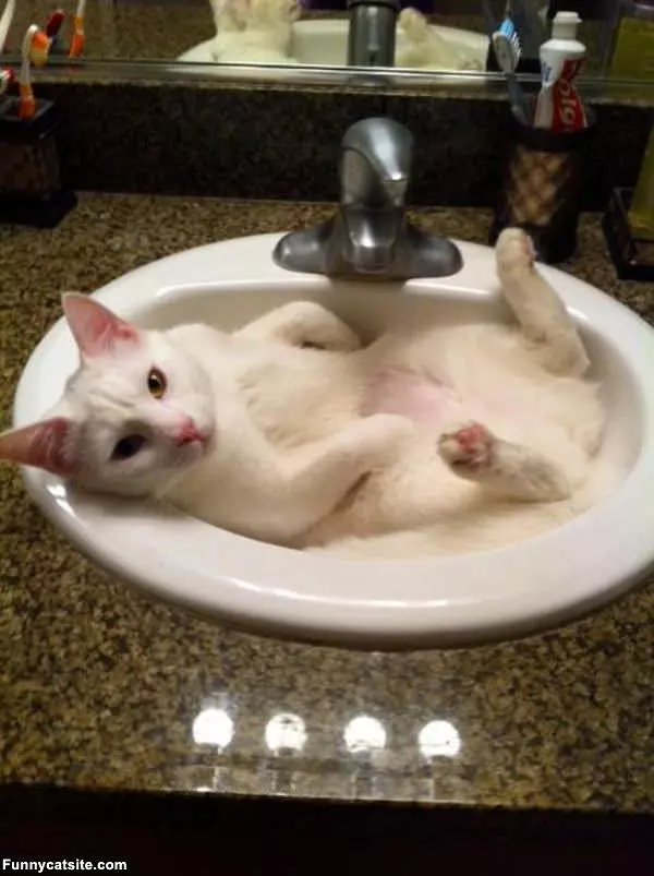 Lilly In The Sink