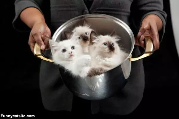 Pot Full Of Kittens