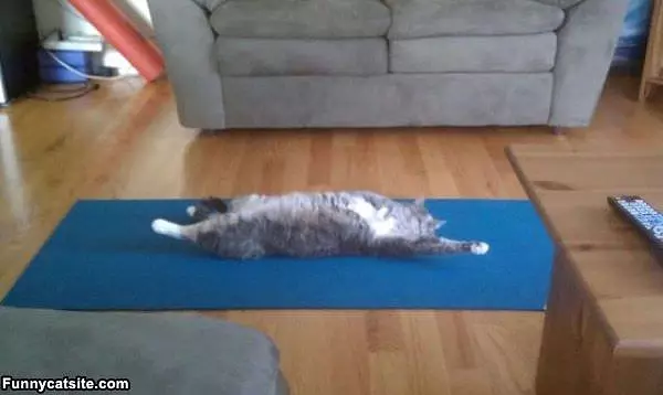 Yoga Cat Is Stretching