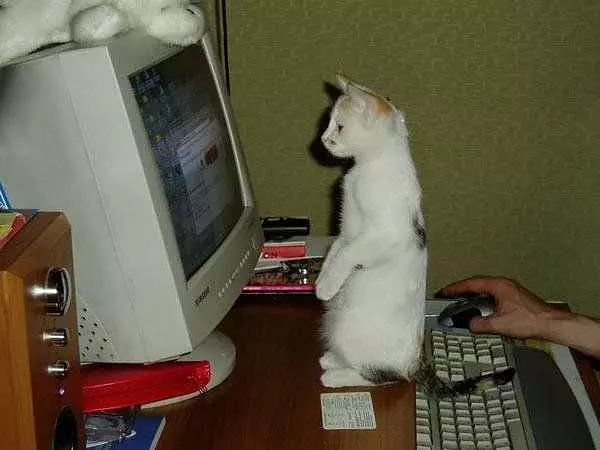Internets Cat