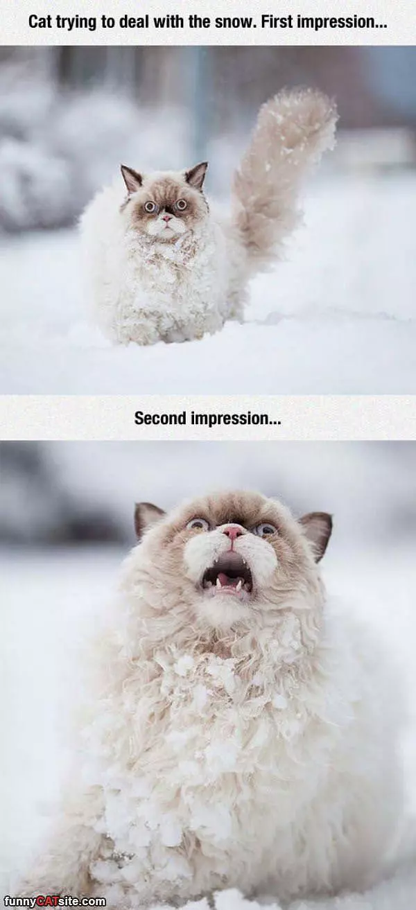 Cat Dealing With The Snow
