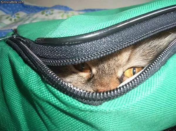 Cat In Green Bag