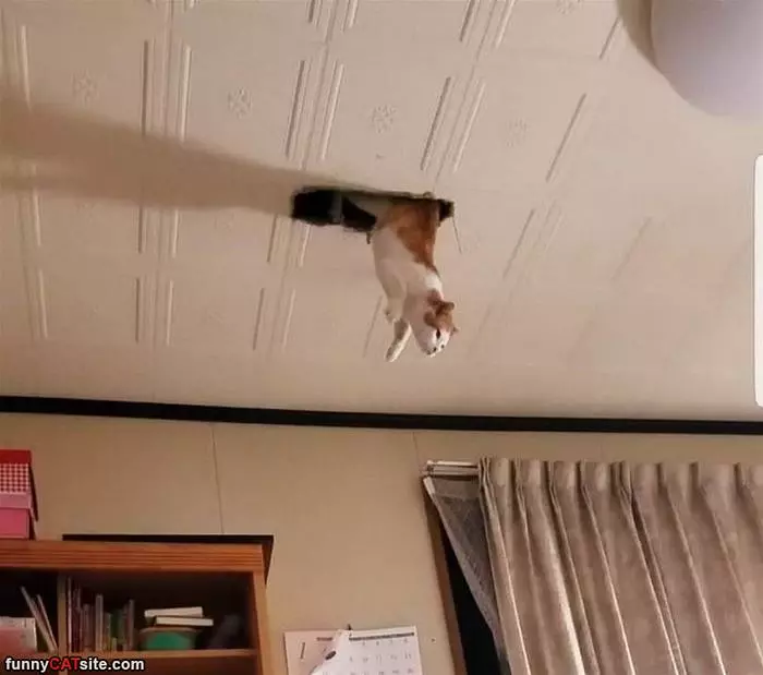 Ceiling Cat Jumps